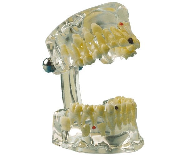 MODELO DE ESTUDIO INCLUIDO CEPILLO H&W