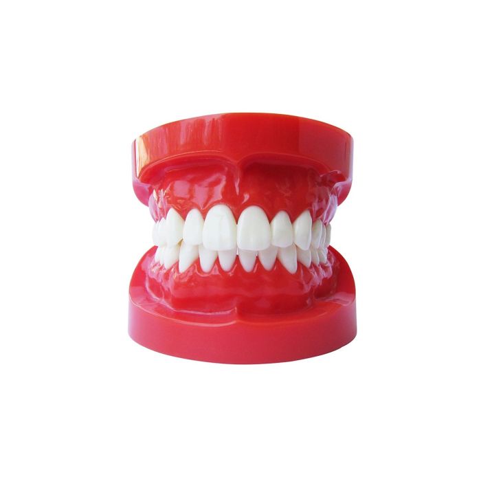 TIPODONTO 1U SKS DENTAL